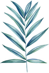 Palm leaf on isolated background, hand drawn watercolor painting. Green tropic flora, tropical plant