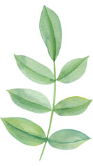Leaf  on isolated background. Green  tropical floral element Hand drawn watercolor 
