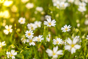 Flowerbed of beautiful white flowers on green lawn background. Group of delicate flowers in the period of active flowering in spring. Romantic natural background for all vivid moments of life