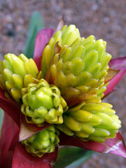 beautiful unusual cactus flowers, close-up