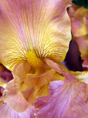 Fototapeta na wymiar Beautiful garden iris flower, close-up