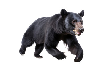 an isolated black bear running and walking, side-view portrait, North American, mountain-themed photorealistic illustration on a transparent background in PNG. Ursus americanus. Generative AI