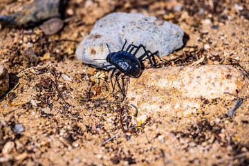beetle on the sand
