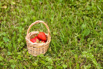 Fototapeta na wymiar Fresh ripe strawberries in small wicker basket outdoors.