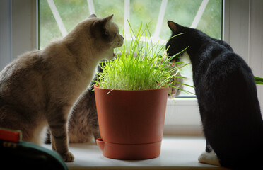 A pack of cats eats young green grass from a flower pot