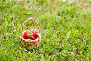 Fototapeta na wymiar Fresh ripe strawberries in small wicker basket outdoors.