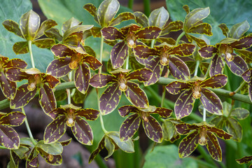 Closeup view of bright brown and yellow green flowers of tropical epiphytic orchid species grammatophyllum scriptum blooming outdoors on natural background
