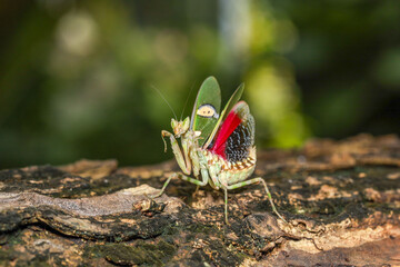 Indian Flower Mantis, Asian Flower mantis, Jeweled Flower Mantis (Creobroter gemmatus)