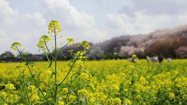 幸手権現堂桜堤の菜の花(Rape blossoms at Satte Gongendo Sakurazutsumi)