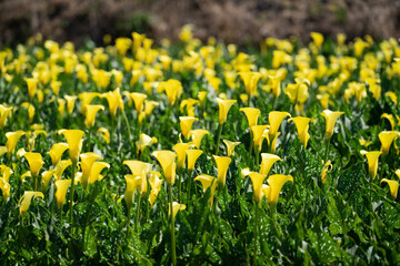 Fototapeta premium Beautiful yellow calla lily in the garden.