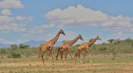 side view of a tower of three reticulated giraffes walking together in the wild savannah of buffalo springs national reserve, kenya © Nirav Shah