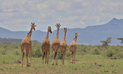 Naklejka na ściany i meble a tower of reticulated giraffe walking together with their backs showing in the wild savannah of buffalo springs national reserve, kenya, and with sky in the background