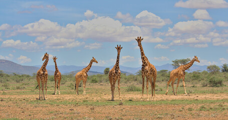 a tower of reticulated giraffes standing together looking alert in the wild savannah of buffalo springs national reserve, kenya, with sky and clouds in the background