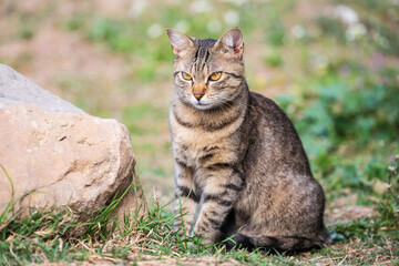 cute tabby cat relaxing nexxt to stone