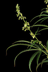 Cannabis, isolated on black background