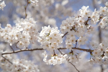 봄 서울 한강공원에서 벚꽃