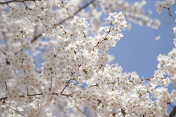 봄 서울 한강공원에서 벚꽃
