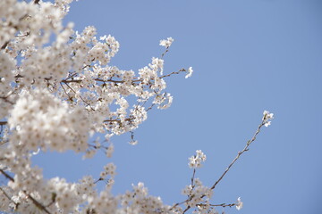 봄 서울 한강공원에서 벚꽃