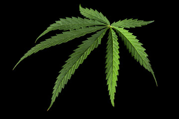 Green leaf of cannabis, isolated on black background