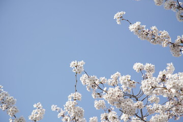 봄 서울 한강공원에서 벚꽃