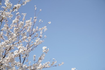 봄 서울 한강공원에서 벚꽃