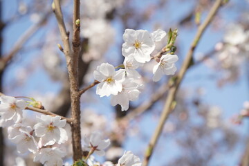 봄 서울 한강공원에서 벚꽃