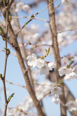 봄 서울 한강공원에서 벚꽃