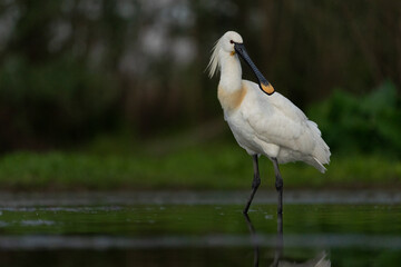  Eurasian spoonbill (Platalea leucorodia)
