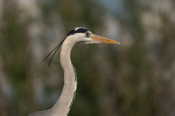 Grey heron