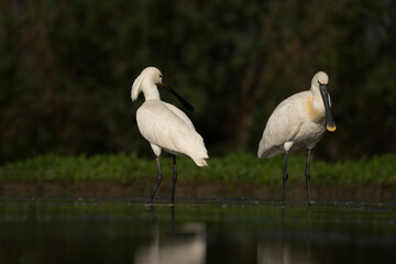  Eurasian spoonbill (Platalea leucorodia)