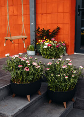 Flower shop stairs with big flower pots with different flowers.