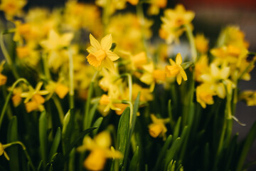 Yellow daffodil flowers growing in a garden, shallow depth of field.