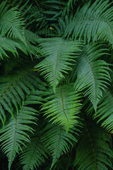 Fototapeta na wymiar Male fern green fronds