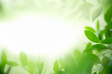 Natural green leaf texture with sun light use for nature background wallpaper cover page 