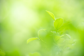 Natural green leaf texture with sun light use for nature background wallpaper cover page 