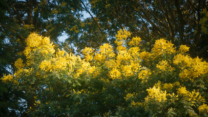 Flores amarillas en ramas de acacia