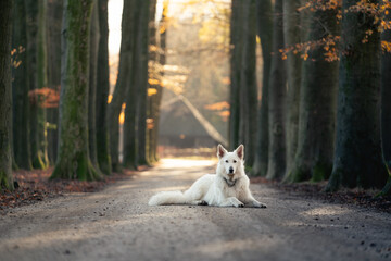 Naklejka na ściany i meble dog in the forest, going for a walk, portrait of a white dog, white wolf, Swiss shepherd