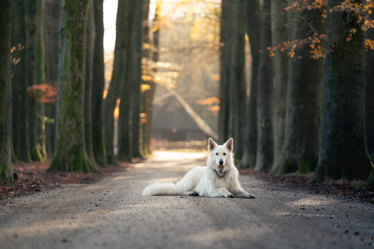 dog in the forest, going for a walk, portrait of a white dog, white wolf, Swiss shepherd