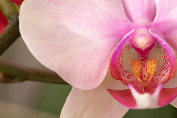 Close-up of blooming orchids at the beginning of spring with all its color and freshness