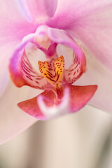 Fototapeta na wymiar Close-up of blooming orchids at the beginning of spring with all its color and freshness