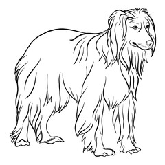 Afghan Collie dog breed line drawing black and white doodle style vector illustration