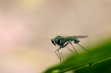 small flying insect in leaf