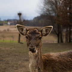 A German deer