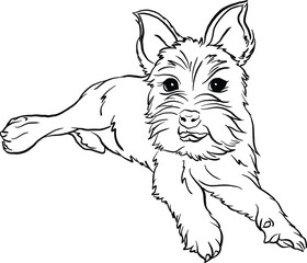 Affenwich dog breed vector illustration black and white doodle style line artwork.