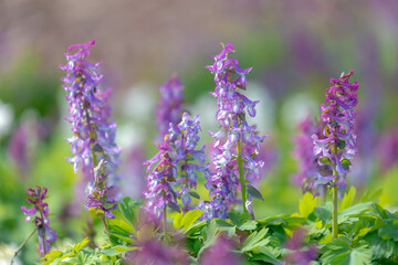 Fototapeta premium Selective focus of wild purple flowers with green leaves in forest, Corydalis solida, Fumewort or bird in a bush is a species of flowering plant in the family Papaveraceae, Nature floral background.