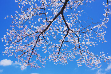 桜と青空