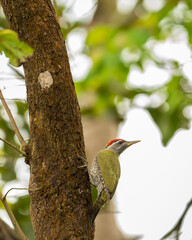 Streak throated Woodpecker or Picus xanthopygaeus bird closeup perched on tree trunk in natural green at pilibhit national park forest or tiger reserve uttar pradesh india asia