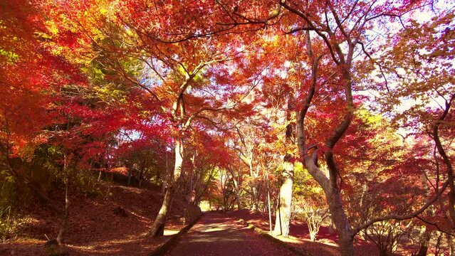 紅葉と落ち葉で赤く染まった並木道  4K  広島 尾関山公園の秋の風景  2022年11月18日