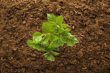 Green potato plant on dark brown ground background. Closeup. Top down view.