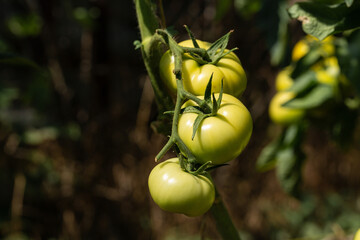 Growing tomatoes in high beds inside a greenhouse. Farming, drip irrigation.
